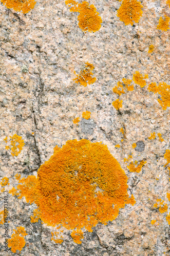 Vivid orange lichen thriving on rough granite rock, showcasing unique natural texture and organic details. Perfect for backgrounds, science, or nature design projects.