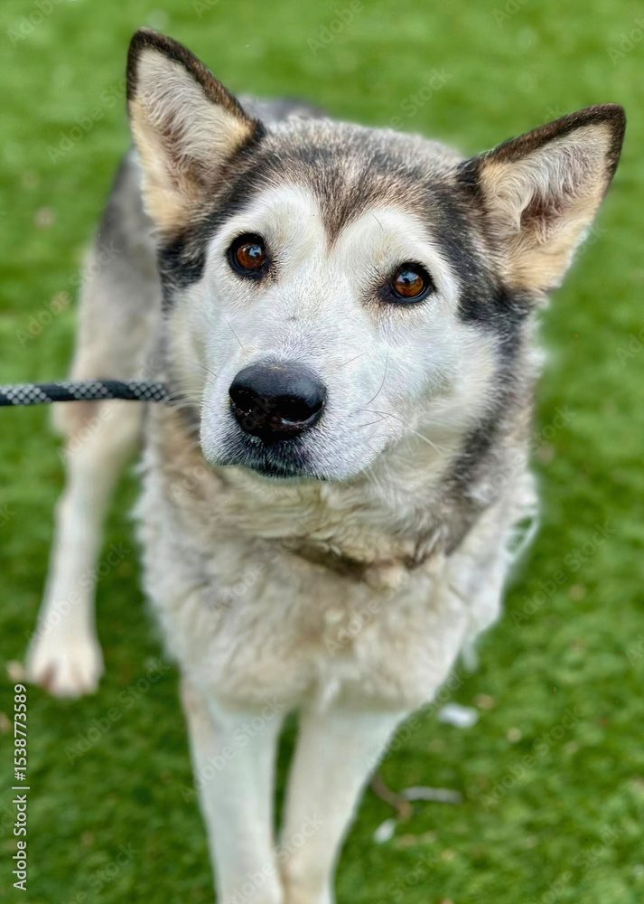Fototapeta premium Husky Mix Dog with Upright Ears on Grass
