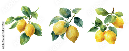 Watercolor lemon tree branch with lemons. Yellow ripe lemons on a lemon tree branch. Concept of Italy,Mediterranean. Vintage watercolor cirrus fruits. Vector illustration.
