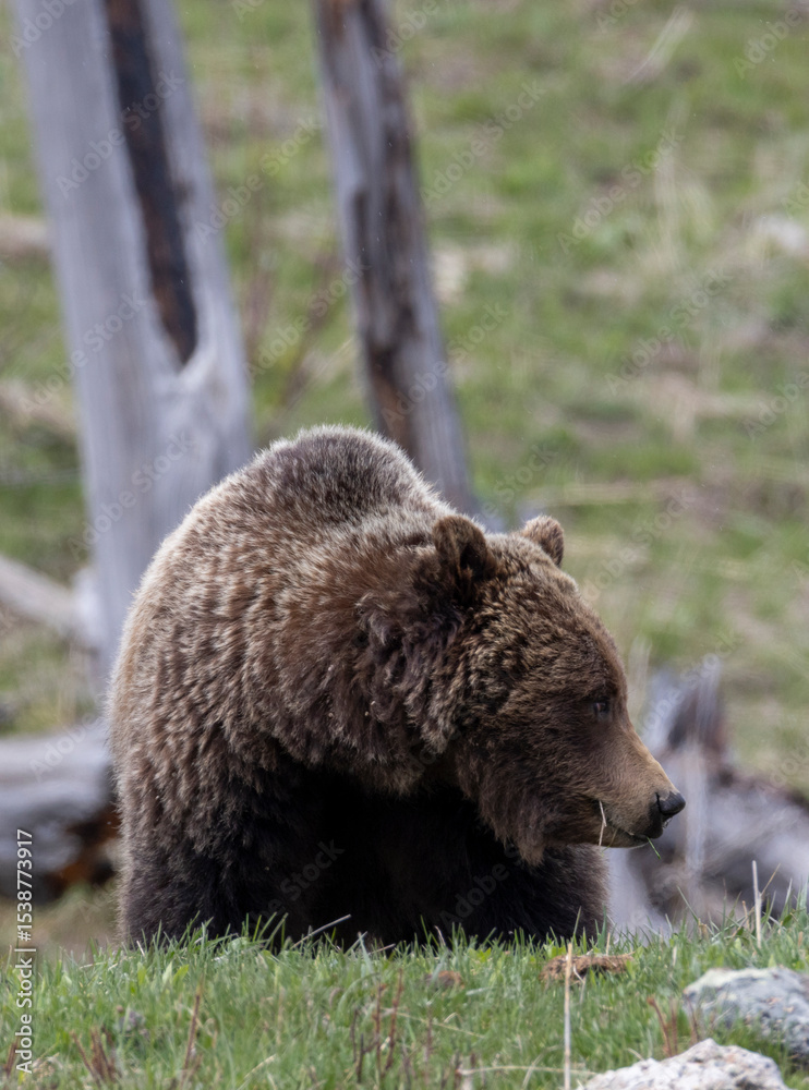 Fototapeta premium Grizzly Bear in Springtime in Yellowstone National Park Wyoming