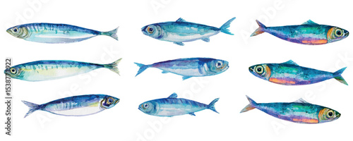 Watercolor set of sardine fish png. Small sea fish sardines for cooking. Seafood concept. Fish for cooking. Elements of seafood, restaurants, sea cuisine. Vector illustration.