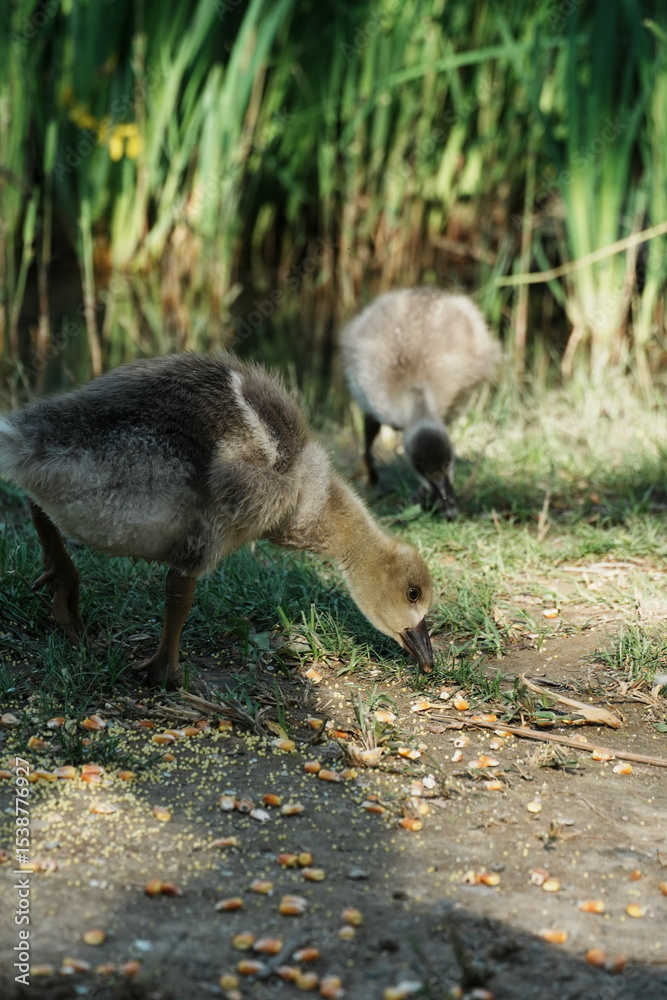 Naklejka premium baby canada goose