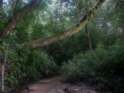 Morning Glow over wooded creek