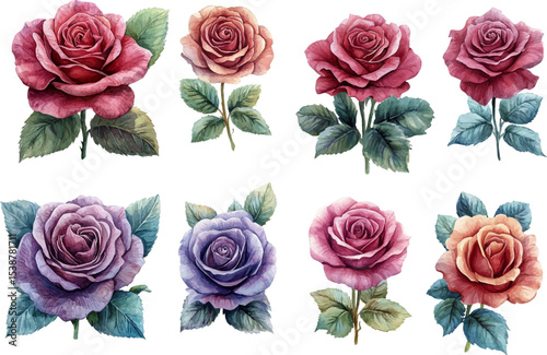 collection of roses