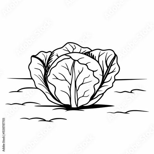 cauliflower