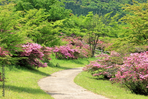 つつじが満開の公園