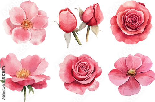 pink roses isolated on white