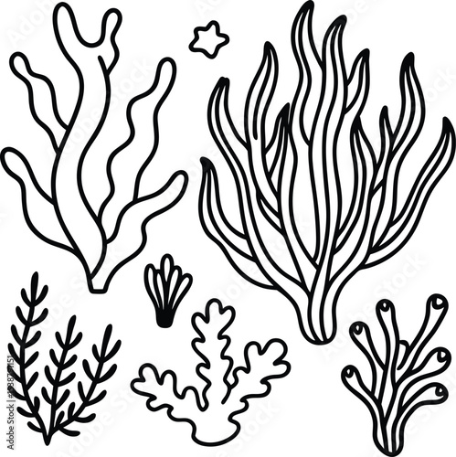 Various Seaweed and Small Marine Organisms Outline Set