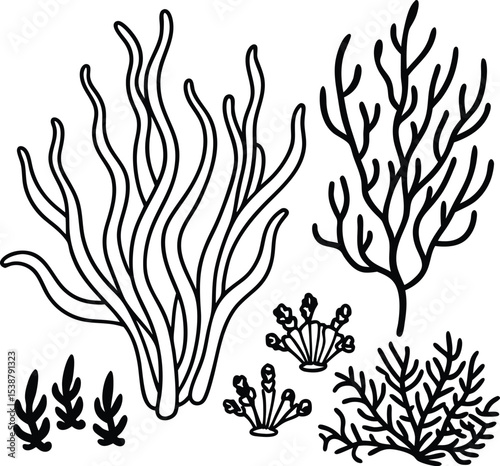  Diverse Collection of Seaweed and Coral Outlines