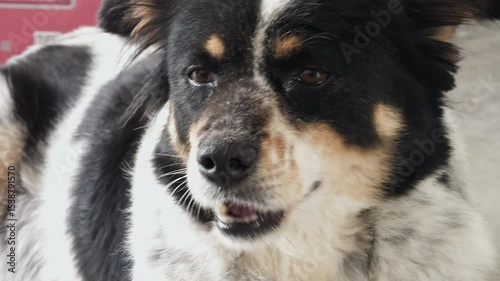 A cute domestic dog with black and white fur opening its mouth wide to yawn, showing its pink tongue and teeth.