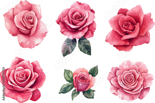 set of pink roses