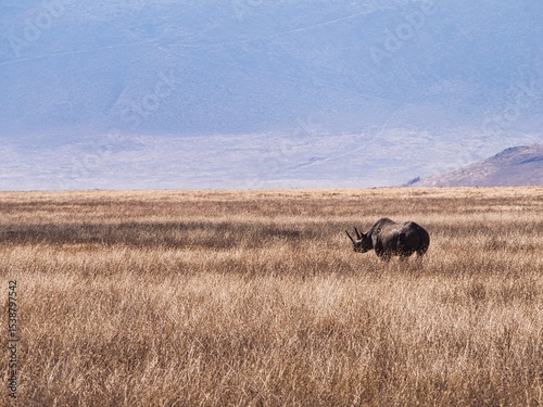 Black Rhinoceros in Ngorongoro Crater, Tanzania