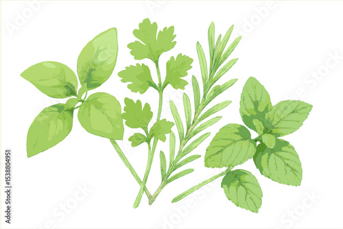 Fresh herbs collection featuring basil, cilantro, rosemary, and mint on a white background