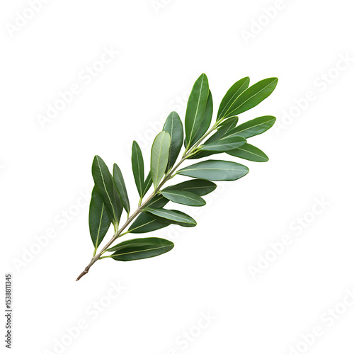 Realistic Olive Branch with Lush Green Leaves isolated on a transparent background, png