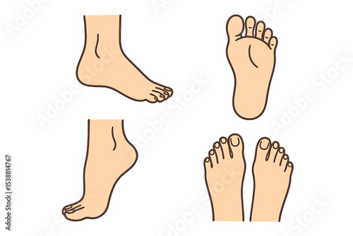 Different views of feet showcasing various angles and features for anatomical study and illustration