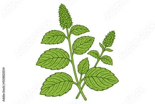 Fresh green mint leaves illustrated in detail showcasing their vibrant color and texture for culinary or herbal use