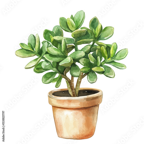 A Jade Plant, watercolor drawing vector, isolated on a white background.