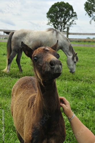 Foal being scratched by human hand 