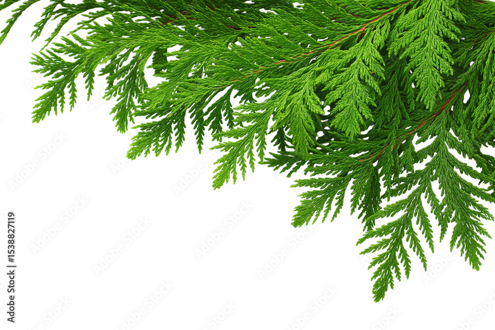 Obraz premium Green cedar branches isolated on white background