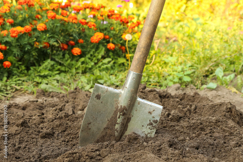 Digging up soil in garden. Shovel close-up in ground on garden bed with grass, plants and flowers on sun in sunlight. Organic farming, gardening, growing, agriculture concept