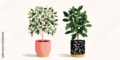 Two potted ficus plants, on...