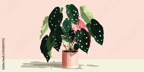 A Polka Dot Plant in a pink...