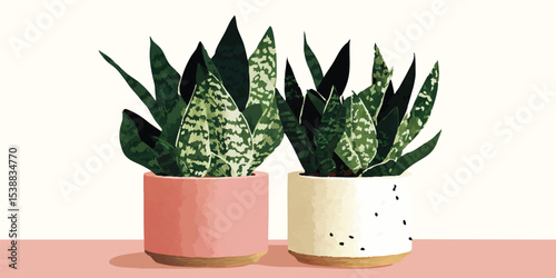 Two potted snake plants in ...
