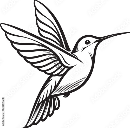Hummingbird Vector Illustration, Sketch Drawing Line Linear Symbol Icon Engraving Coloring Book, Hand-drawn Black and White Isolated