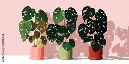 Three potted Monstera deliciosa plants with varying leaf coloration sit on a pink background, casting subtle shadows.  