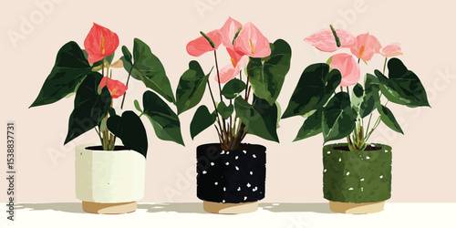 Three vibrant Anthurium pla...