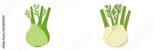 Illustration of fresh fennel bulbs with green fronds on a white background in a simple and clean design