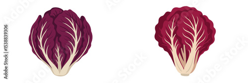 Radicchio heads displayed side by side illustrating their vibrant colors and structural details in a minimalistic style