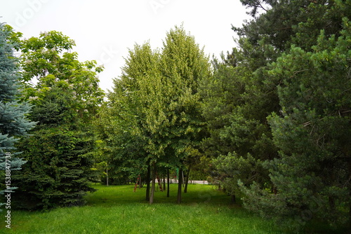Plant nursery with various trees and shrubs in neat rows. Lush greenery, natural setting. Perfect for themes of gardening, landscaping, and eco-friendly agriculture