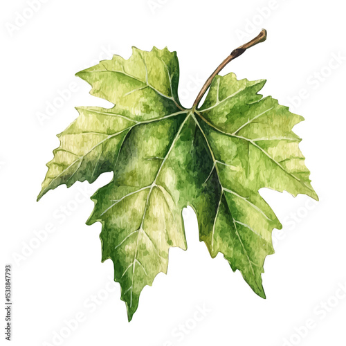watercolor of A Grapevine Leaf, vector, isolated on a white background.