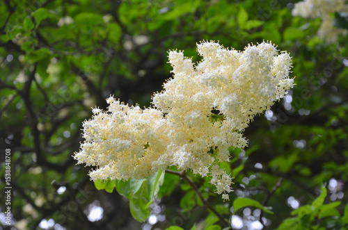 Syringa reticulata ‘Ivory Silk’ early summer blooming tree branch with large clusters of creamy white flowers. Closeup photo flowering ivory silk lilac  Summer environment, landscaping concept.