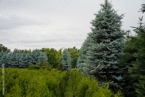 Plant nursery with various trees and shrubs in neat rows. Lush greenery, natural setting. Perfect for themes of gardening, landscaping, and eco-friendly agriculture