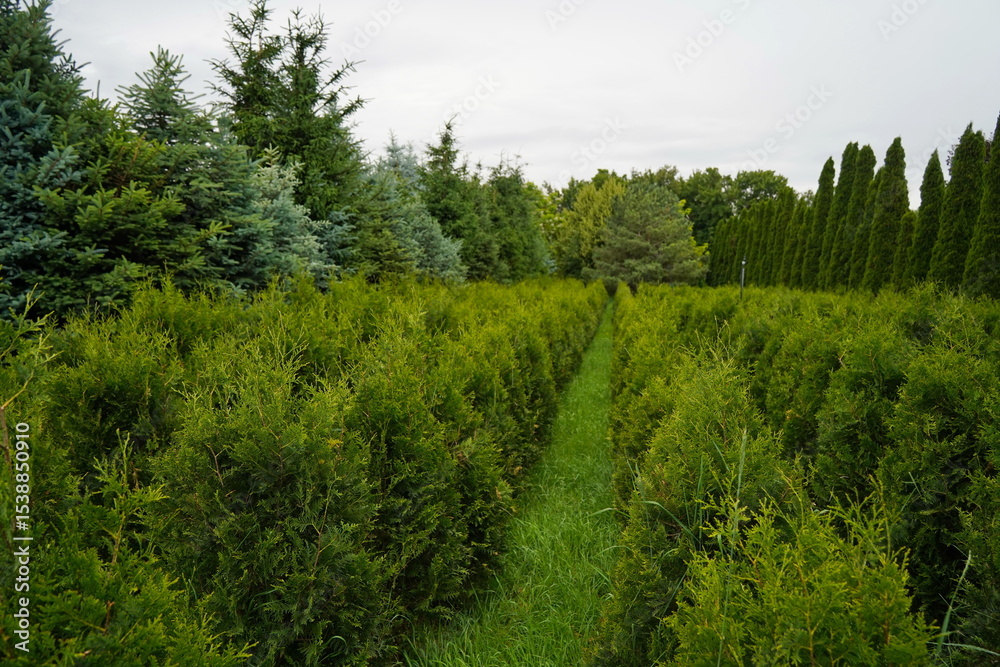 Fototapeta premium Plant nursery with various trees and shrubs in neat rows. Lush greenery, natural setting. Perfect for themes of gardening, landscaping, and eco-friendly agriculture