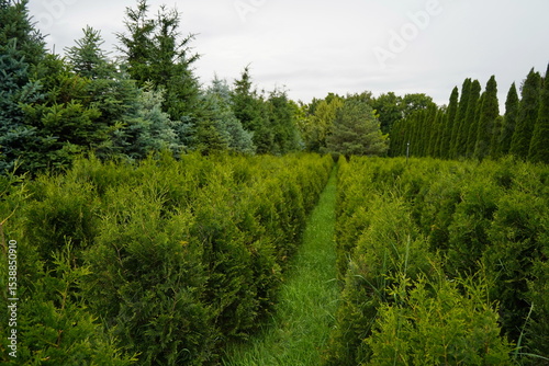 Plant nursery with various trees and shrubs in neat rows. Lush greenery, natural setting. Perfect for themes of gardening, landscaping, and eco-friendly agriculture