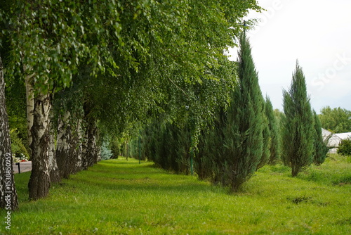 Plant nursery with various trees and shrubs in neat rows. Lush greenery, natural setting. Perfect for themes of gardening, landscaping, and eco-friendly agriculture