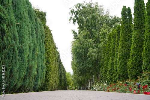 Plant nursery with various trees and shrubs in neat rows. Lush greenery, natural setting. Perfect for themes of gardening, landscaping, and eco-friendly agriculture