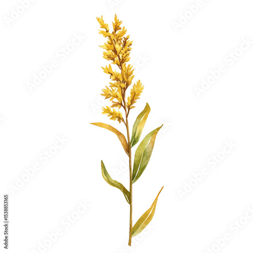 Photos A Goldenrod Stem, watercolor drawing vector, isolated on a white background