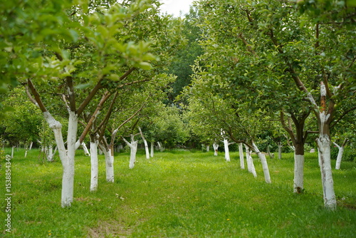Plant nursery with various trees and shrubs in neat rows. Lush greenery, natural setting. Perfect for themes of gardening, landscaping, and eco-friendly agriculture