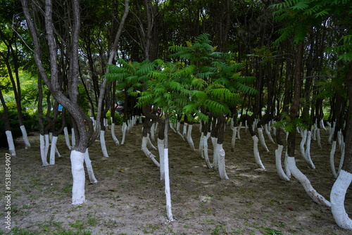 Plant nursery with various trees and shrubs in neat rows. Lush greenery, natural setting. Perfect for themes of gardening, landscaping, and eco-friendly agriculture