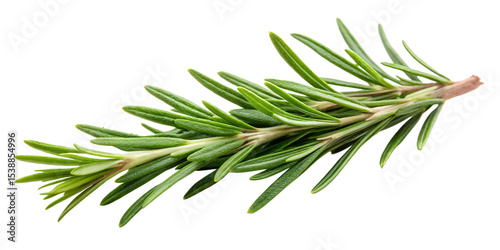 twig of rosemary on transparent background