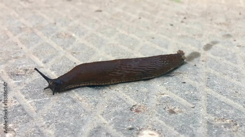 Close up of a slug
