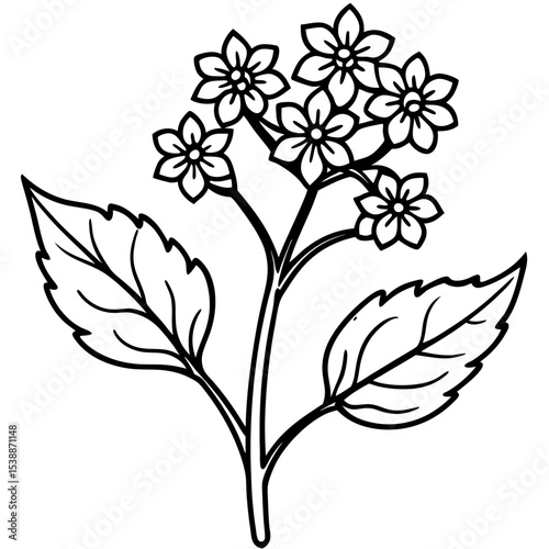 Verbena Flower Vector on White