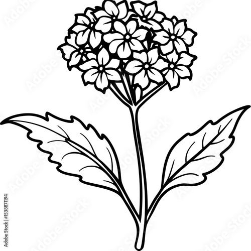 Verbena Flower Vector on White
