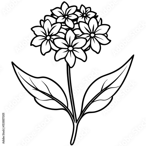 Verbena Flower Vector on White