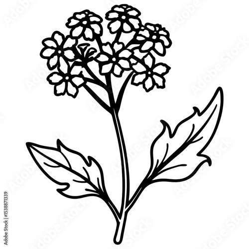 Verbena Flower Vector on White