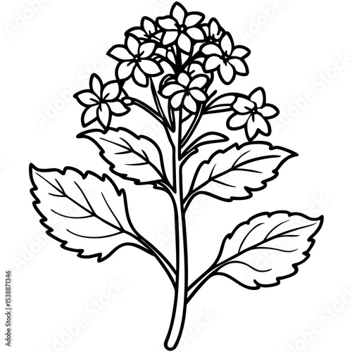 Verbena Flower Vector on White